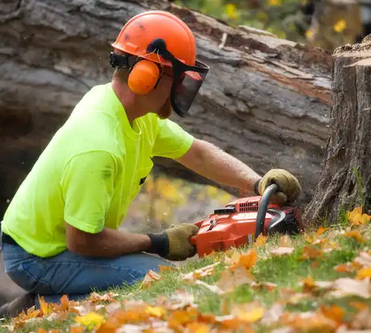 tree services Falkner